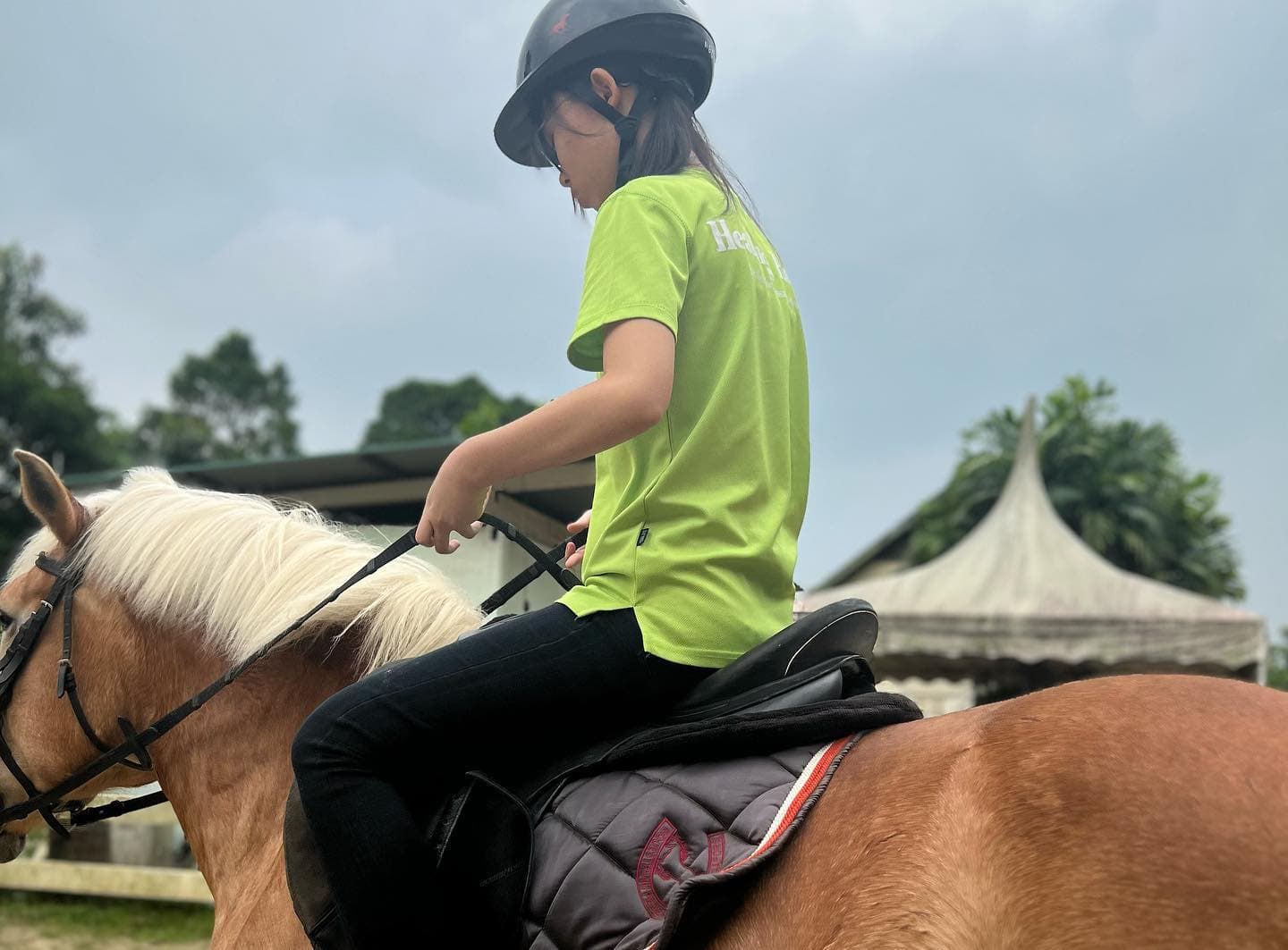 Healing Horses Singapore photo 3
