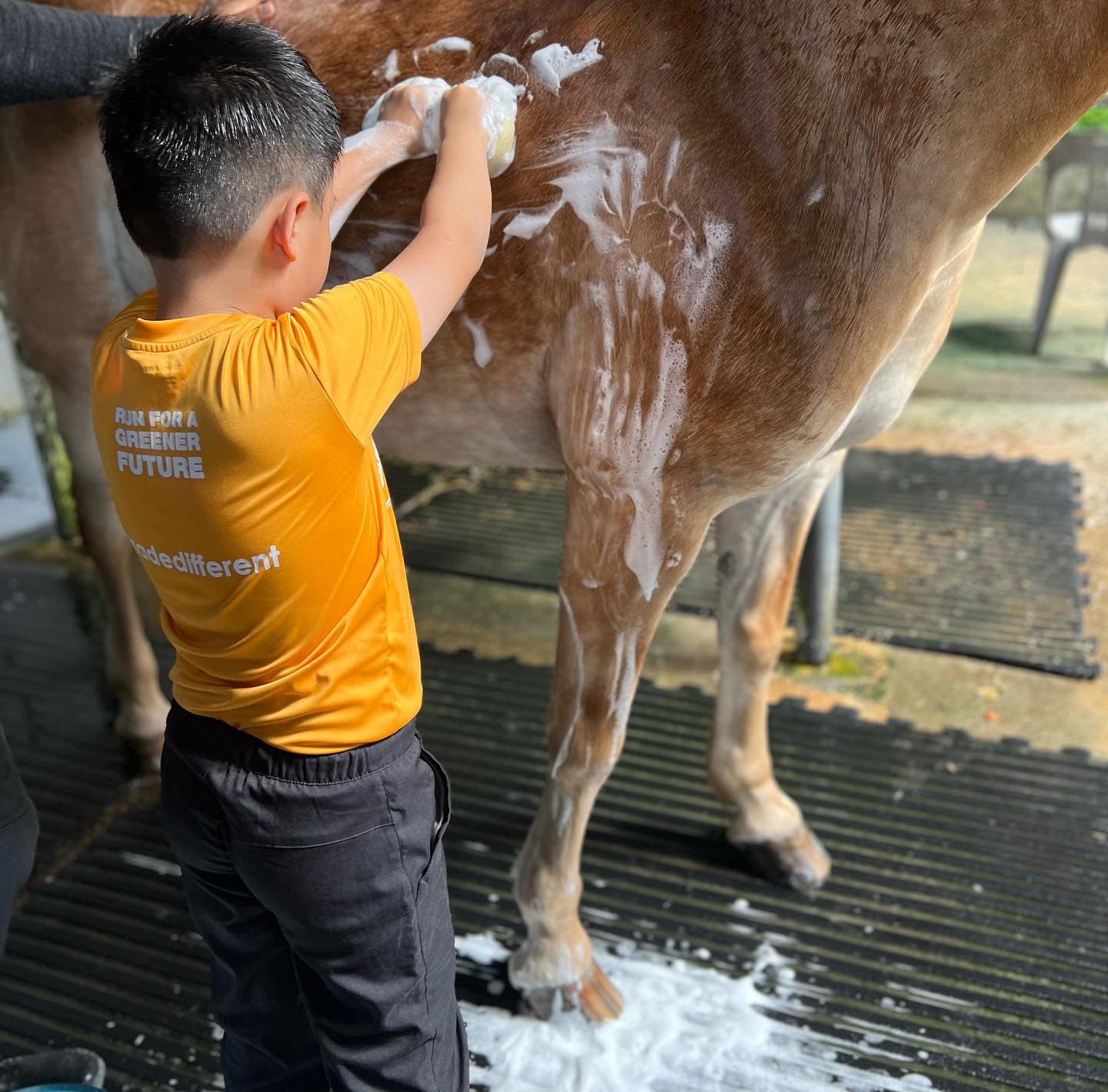 Healing Horses Singapore photo 4
