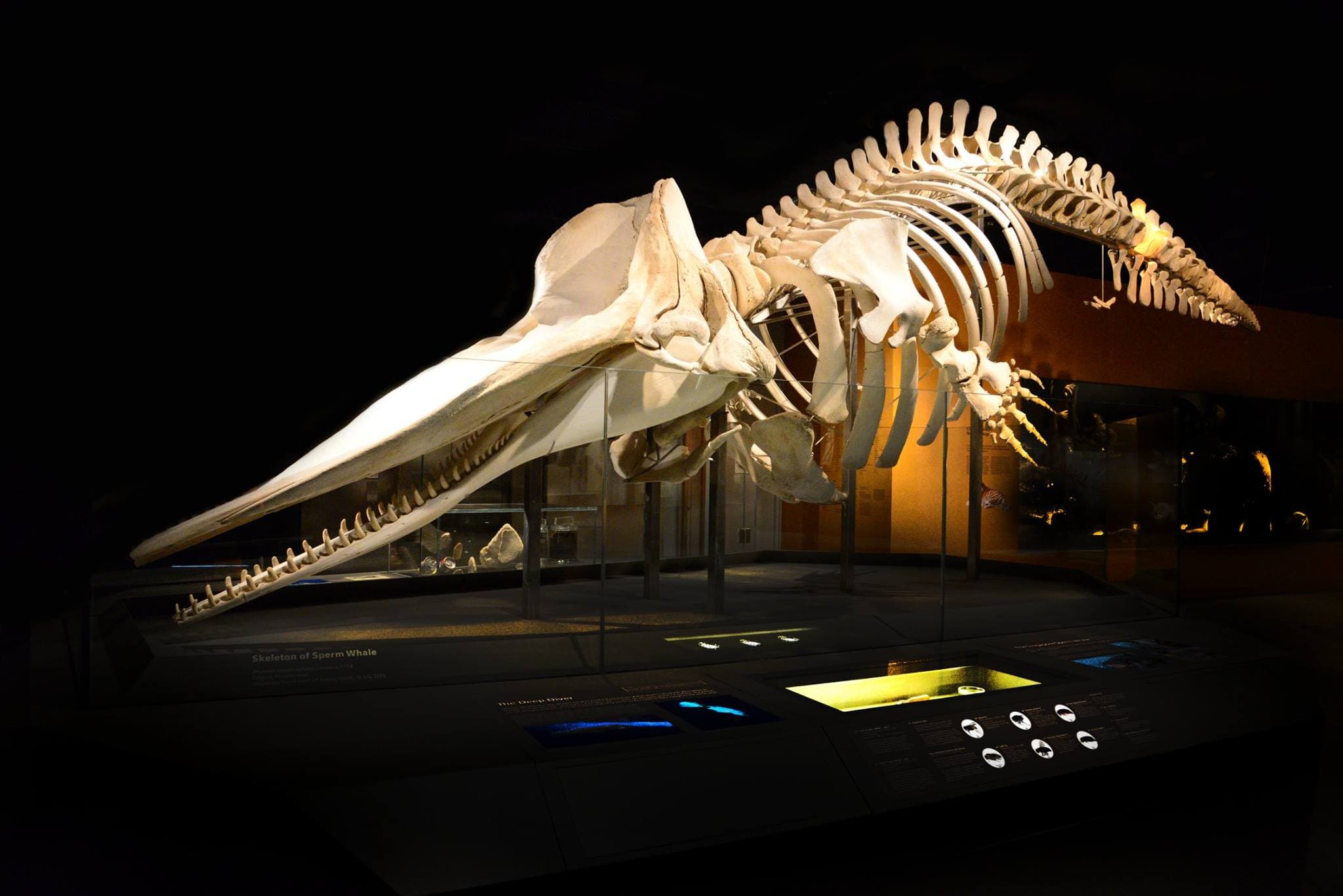 Lee Kong Chian Natural History Museum