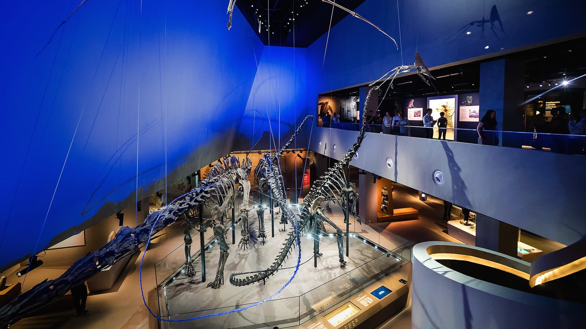 Lee Kong Chian Natural History Museum photo 2