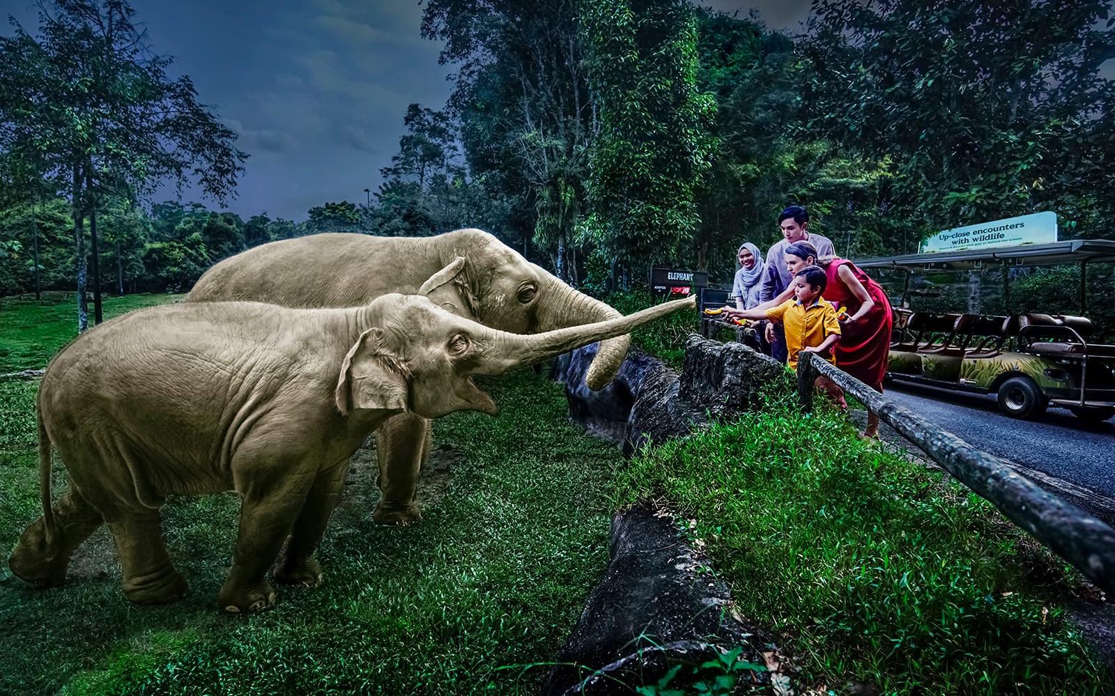 Night Safari